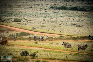 Zebras graze beside Tour de Femme riders in a South African game reserve